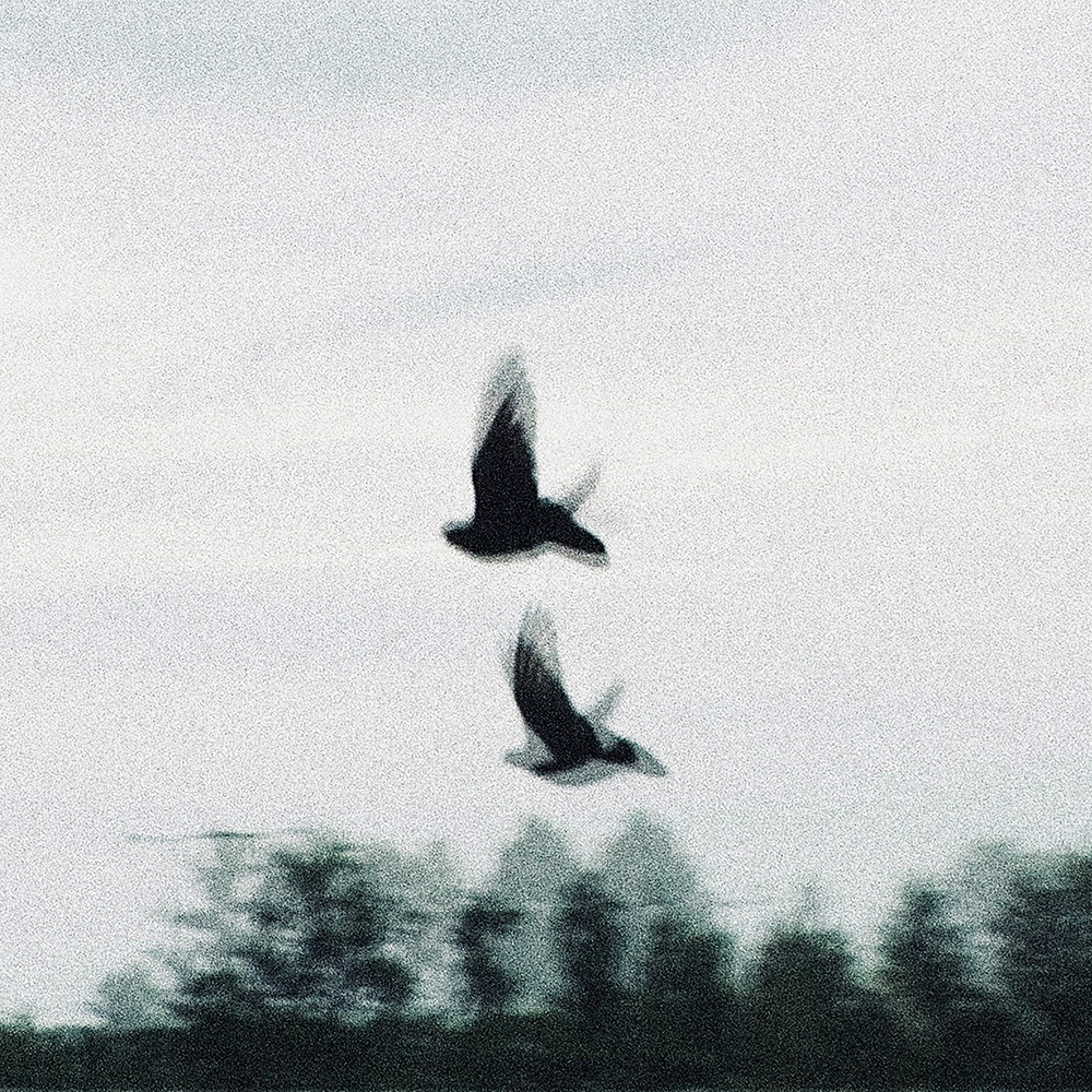 FLORENT – stadttauben